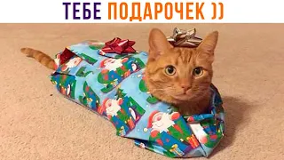 ДЕРЖИ РЖАЧКУ ))) Приколы с котами | Мемозг 1284