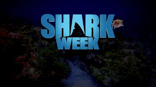 Shark week 2019 | Dal 29 luglio al 4 agosto