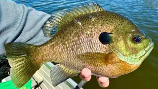 Fishing Shallow Water for GIANT BLUEGILL!