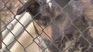 Kentucky Humane Society is on a mission to replace run-down animal shelter