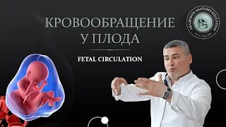 Кровообращение у плода / FETAL CIRCULATION