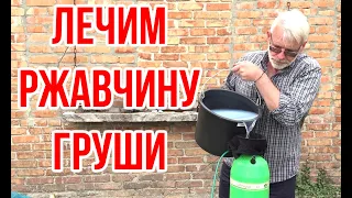 Чем лечить РЖАВЧИНУ груши / Игорь Билевич