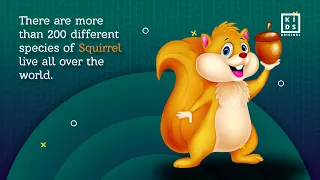 Squirrel Fun Facts | Learning For Kids | Kids Original