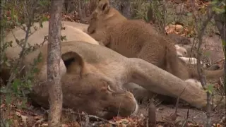 Safari Live : Nkuhuma Lioness and 3 Cubs as seen on morning drive Aug 17, 2016