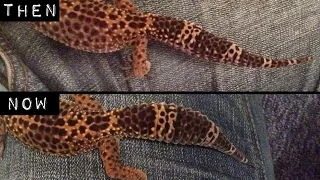 How To Fatten Up A Leopard Gecko Tail