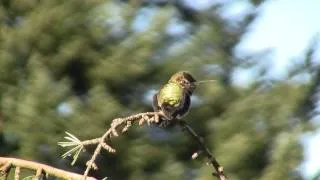 Anna's Hummingbird, Song. Калипта Анны, пение (1886sp)