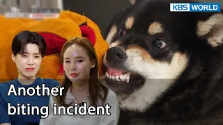 Another biting incident [Dogs are incredible : EP.132-1] | KBS WORLD TV 220726