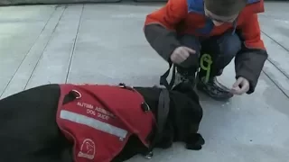 Dog denied: Tribunal says service dog hinders autistic boy's education