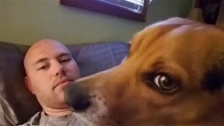 How my beagle wakes me up in the morning...