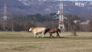 Mladi konj naganja krave - jednu je dobro ugrizao za rep