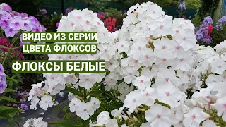 Белые флоксы. Видео из серии цвета флоксов