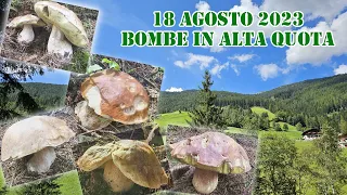 FUNGHI PORCINI 2023 BOMBE IN ALTA QUOTA CON RITROVAMENTO A SORPRESA FINALE