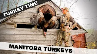 Turkey Time - Manitoba Turkeys