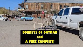 Feeding Wild Donkeys in Oatman, AZ plus A FREE CAMPSITE!