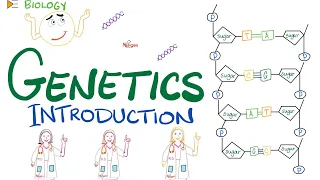 Introduction to Genetics - Biology