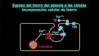 Jornada de la SAH en Cuyo (2ª parte)