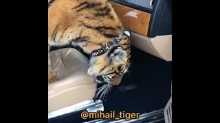 tiger vs rolls royce