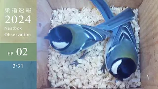 Japanese Tit Couple's First Nest Box Inspection!