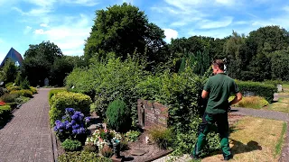 Pruning an OVERGROWN Beech hedge in a CEMETERY