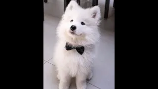 Cute & Funny Samoyeds Video Compilation 4K