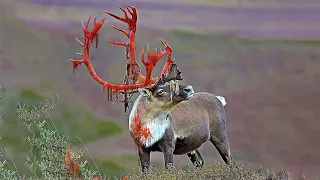 Here Is Why Stags Bleed While Shedding Antlers