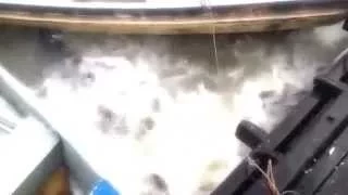 Кормление пираний в реке в БразилииFeeding piranhas in a river in Brazil