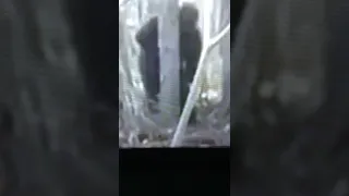 BIGFOOT FAILS TO HIDE