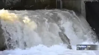 Man-made bypass helps salmon & trout spawn in Bowmanville