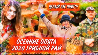 ОСЕННИЕ ОПЯТА 2020/ГРИБНОЙ РАЙ/ОПЯТА ВЕЗДЕ/ЦЕЛЫЙ ЛЕС ОПЯТ