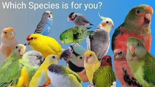 Pros and Cons of 16 Species of Pet Birds