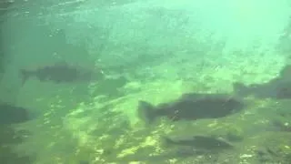 Eel/Van Duzen Pool Dive Survey Video of October 12, 2013