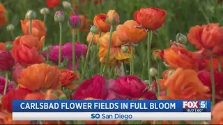 Carlsbad Flower Fields in full bloom through mid-May