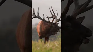 Huge Bull Elk Bugling During The Rut