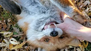 DixieDo fox laughs and gets tickled!