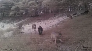 Niesamowite nagranie atak watahy wilków na dużego dzika