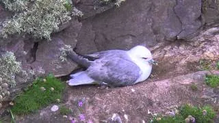 Fulmars   -  Fulmarus glacialis