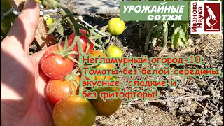 Негламурный огород 10. Вкусные сладкие томаты без фитофторы практически бесплатно и без затрат!