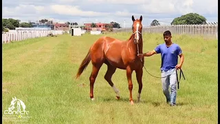 CRIAÇÃO QUARTO DE MILHA DE CORRIDA - HARAS MANTOVANI | CONECTE MAIS