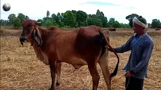 To Play Meeting CowPower | my village cow & me |smart team matting on the field near house