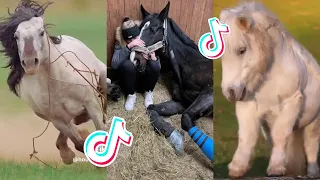 The Best HORSE - TikTok Compilation #84