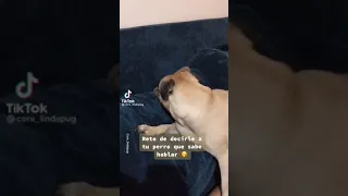 Dile a tu perro que ya lo escuchaste hablar y mira su reacción