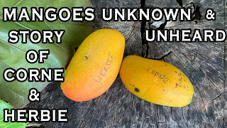 Mangoes Less Known: The Untold Story of CORNE & HERBIE MANGOES