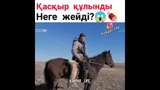 Қасқыр құлынды неге жейді?