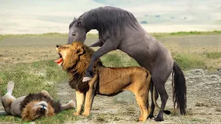 Herd Of Wild Horses Fights Fiercely Against A Lion King To Defend Their Territory And How It Ends？