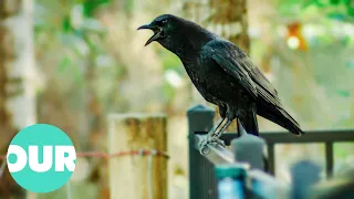 Florida Crow Exchanges Trinkets For Food At A Home | Extraordinary Animals | Our World