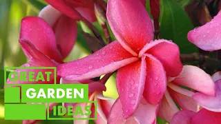 All about Frangipani | GARDEN | Great Home Ideas