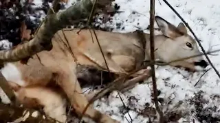 От этого видео замирает сердце. Спасение диких животных из рукотворных ловушек.