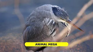 Animal Mega Eagle attacks bird at Featherdale - eagle attacks bird at featherdale