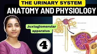 Lecture -4 Juxtaglomerular apparatus anatomy and physiology in hindi |The Urinary System|