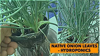 Container Garden Growing Green Native Spring Onion Hydroponically At Home Is Easy
